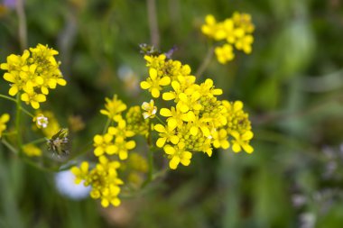 büyük kırlangıçotu çiçekler