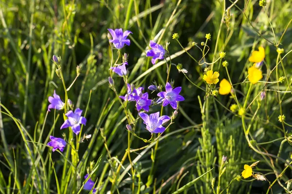 Greater celandine flowers — Stock Photo, Image