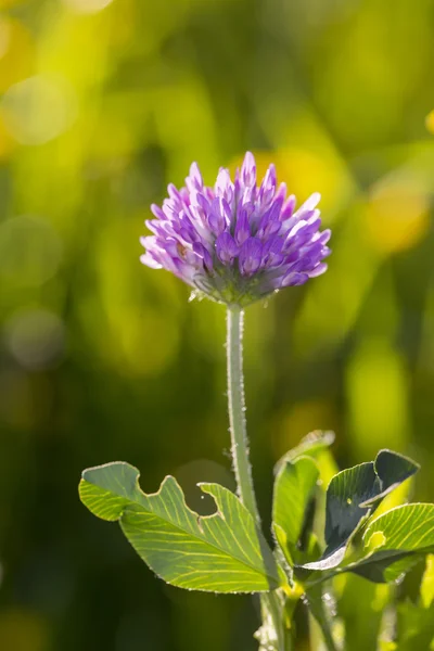 Szczypiorek zioło kwiaty — Zdjęcie stockowe