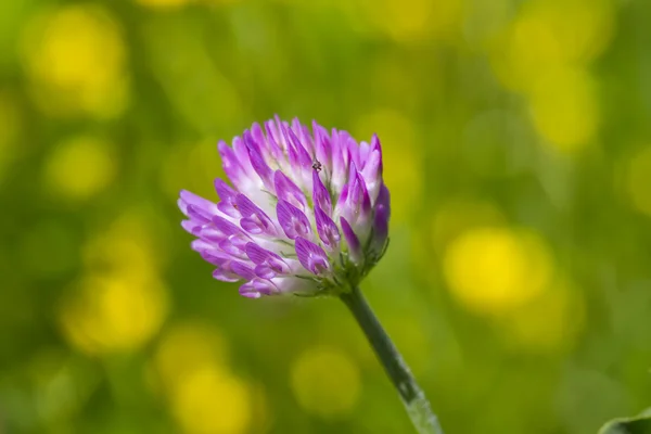 Chive herb flowers — Stock Photo, Image