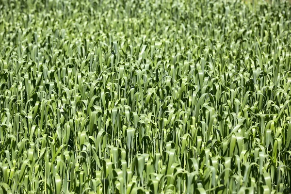 Green grass — Stock Photo, Image