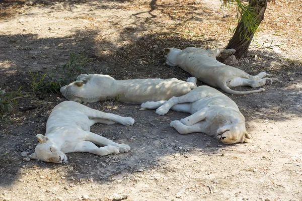 Lion à l'état sauvage en Afrique — Photo