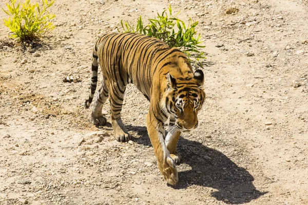 Tiger in freier Wildbahn in Afrika — Stockfoto