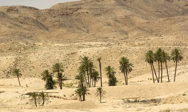Un'oasi di palme e piante — Foto Stock