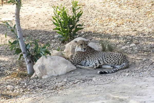 Cheetah liegen — Stockfoto