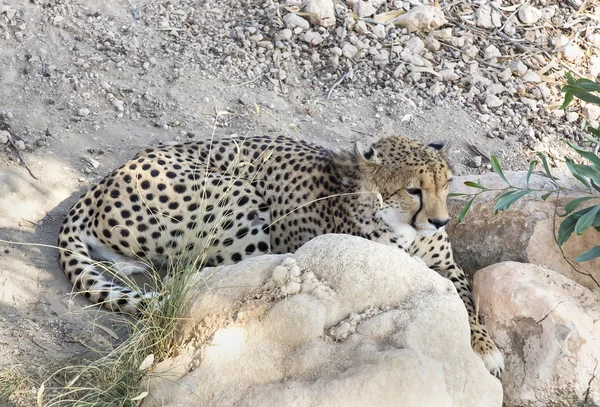 Cheetah yalan — Stok fotoğraf