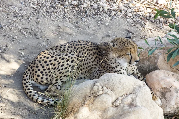 Cheetah liegen — Stockfoto