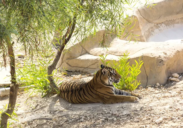 Tigre en la naturaleza en África —  Fotos de Stock