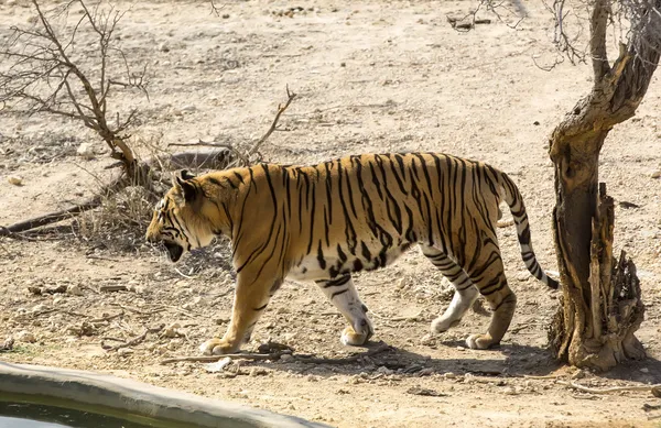 Tigre à l'état sauvage en Afrique — Photo