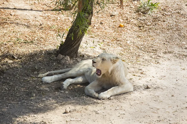 León en la naturaleza en África — Foto de Stock