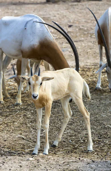 Giovane antilope — Foto Stock