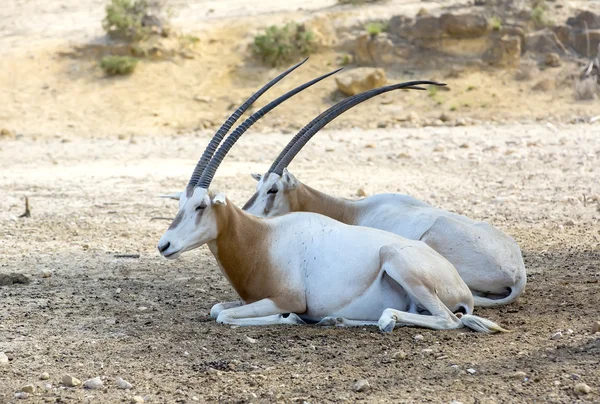 Mladé antilopy — Stock fotografie