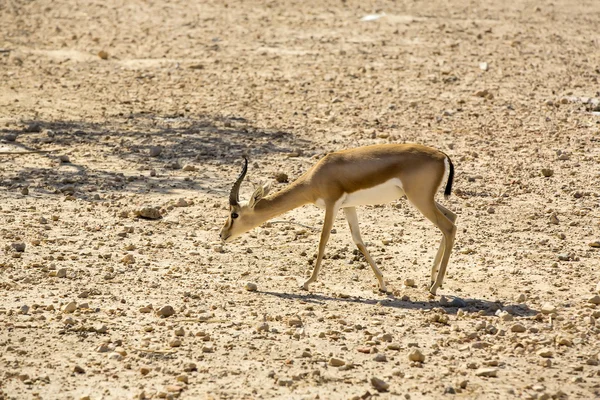 Unga antilop — Stockfoto