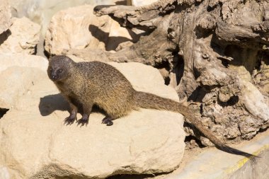 Küçük Afrikalı gelincik