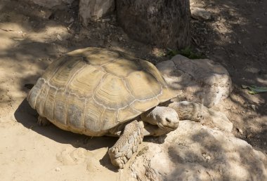 Hayvanat bahçesindeki kaplumbağa.