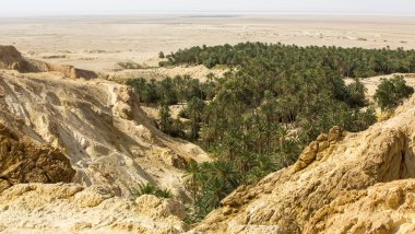 bir vaha palm ağaçlar ve bitkiler