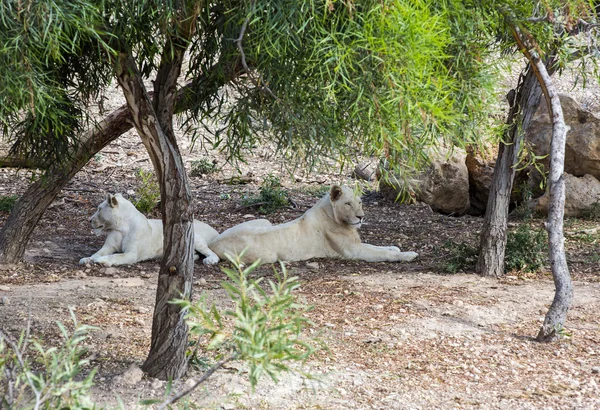 Afrika vahşi aslan — Stok fotoğraf