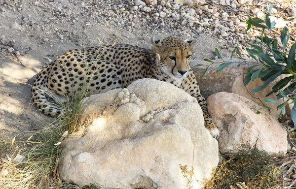 横になっているチーター — ストック写真