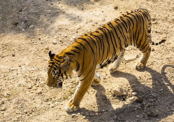 Tiger in freier Wildbahn in Afrika — Stockfoto