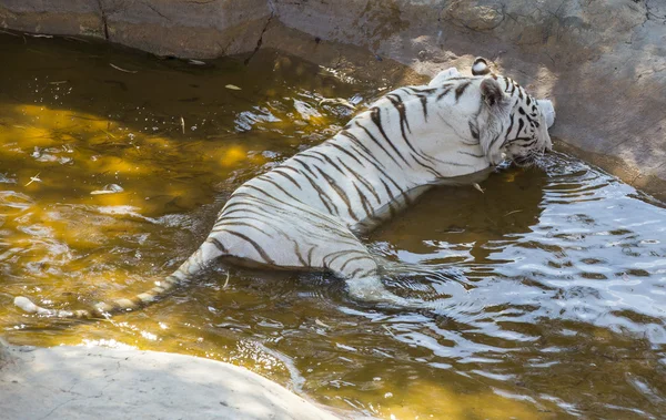 Witte tijger — Stockfoto