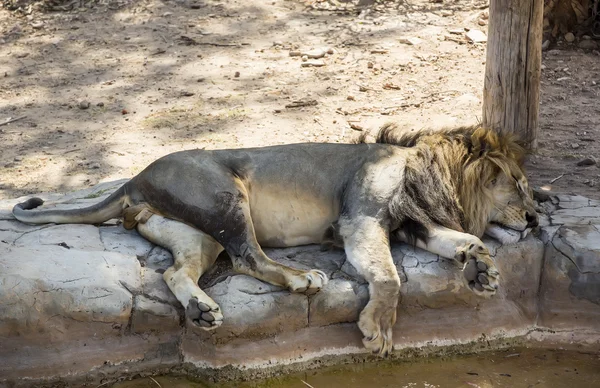 Lion dormant sur un tronc d'arbre — Photo