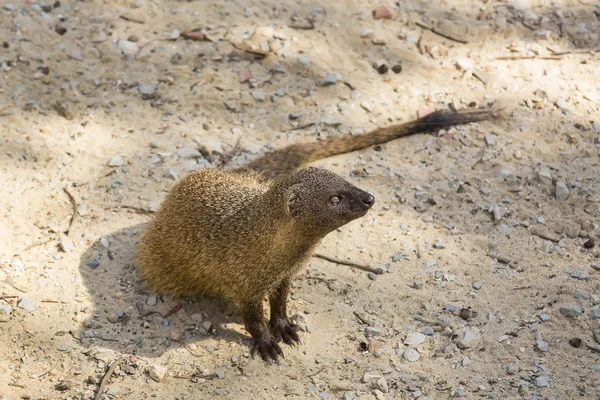 Little african mongoose — Stock Photo, Image