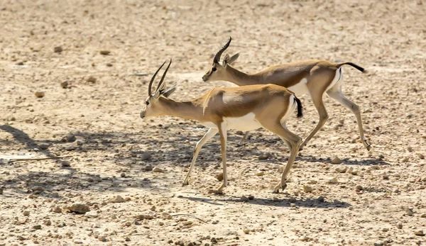 Young antelope — Stock Photo, Image