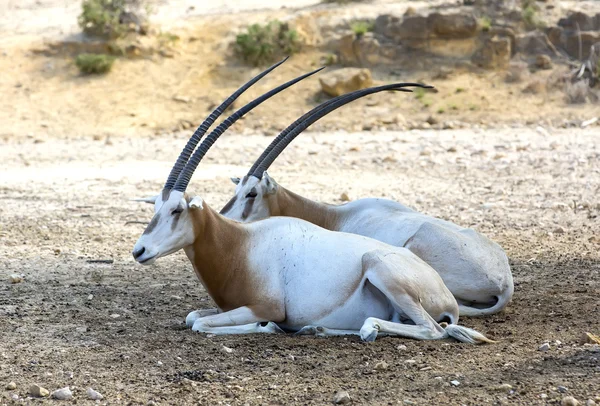 Unga antilop — Stockfoto