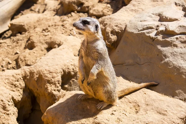 Afrikaanse suricata — Stockfoto