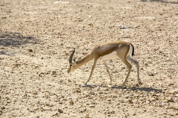 Junge Antilope — Stockfoto