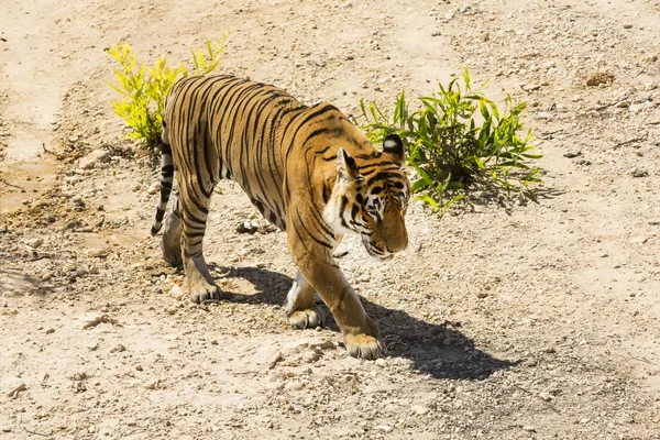 Tigre à l'état sauvage en Afrique — Photo