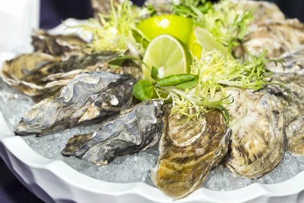 Oysters on ice — Stock Photo, Image