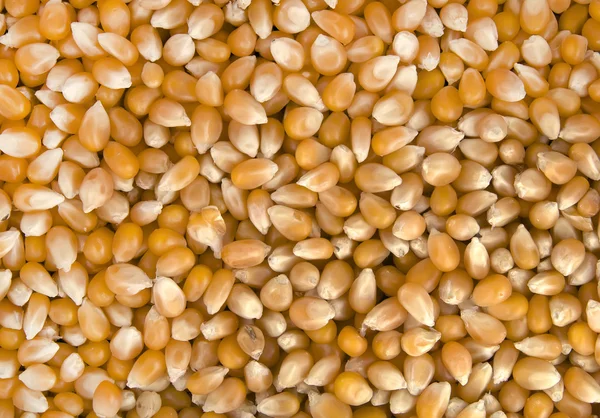 Sementes de milho fundo — Fotografia de Stock