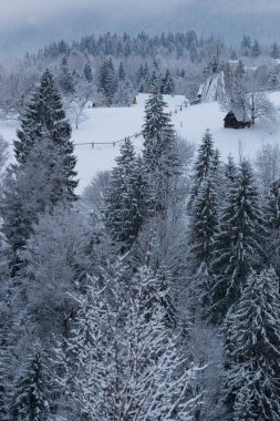 Winter landscape Carpathians snowy mountains and forests.