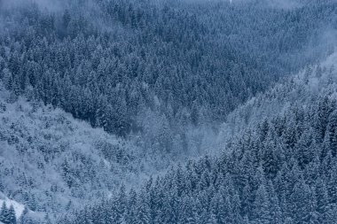 Winter landscape Carpathians snowy mountains and forests.