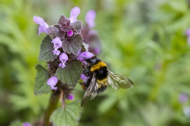 Macro photo of a honey bee on a plant flower in summer in a honeycomb collection.