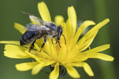 Macro photo of a honey bee on a plant flower in summer in a honeycomb collection.