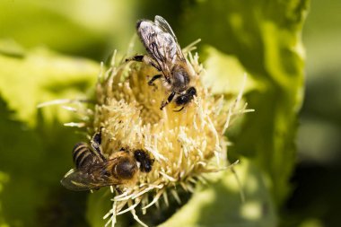 Macro photo of a honey bee on a plant flower in summer in a honeycomb collection.