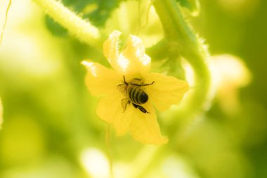 Macro photo of a honey bee on a plant flower in summer in a honeycomb collection.