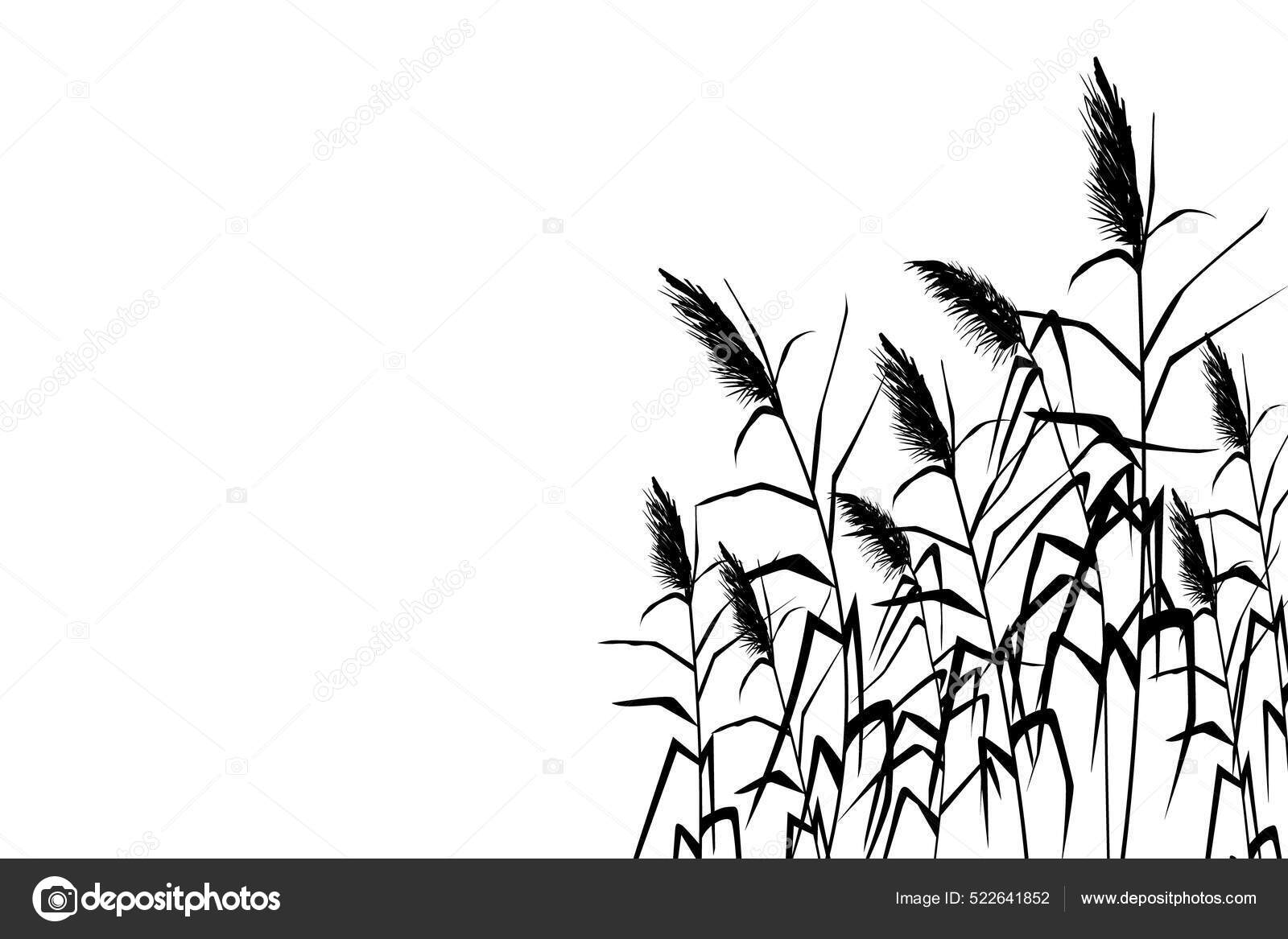 Vektor Kézi Rajz Vázlat Nádas Cane Sziluett Stock Vector by ©galynka ...