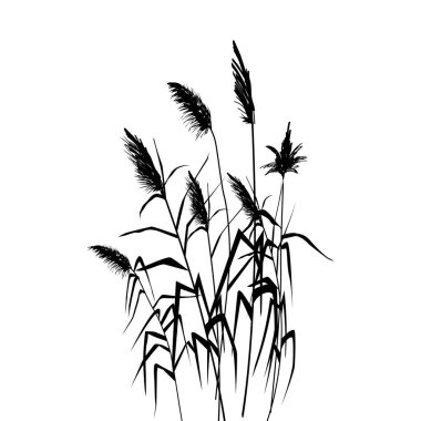 Vektör el, kamışlarla çizim yapıyor. Cane silueti..