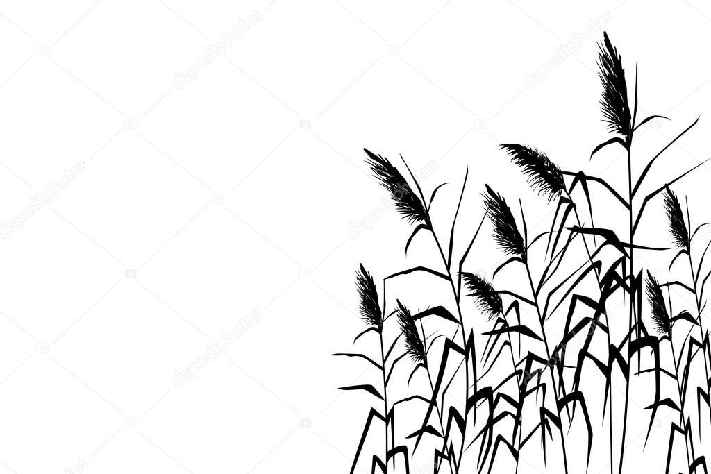 Vector hand drawing sketch with reeds.Cane silhouette.
