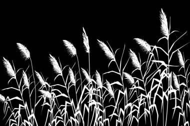 Kamışlı veya bastonlu vektör el çizimi.