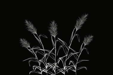 Kamışlı veya bastonlu vektör el çizimi.