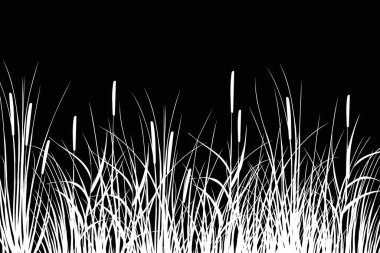 Black silhouette of reeds.Vector illustration.Sedge, cane, bulrush, or grass on a white background. clipart