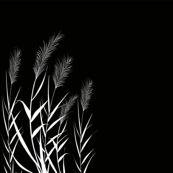 Μαύρη Σιλουέτα Από Καλάμια Εικονογράφηση Διάνυσμα Άκρη Ζαχαροκάλαμο Bulrush Γρασίδι — Διανυσματικό Αρχείο
