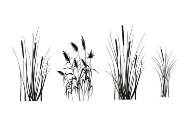 Cane silhouette on white background.Vector hand drawing sketch with reeds. clipart
