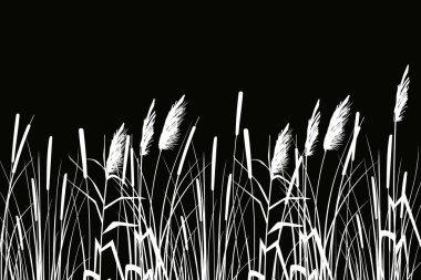 Beyaz arka planda kamış silueti. Sazlıklarla vektör el çizimi.