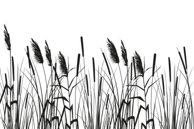 Cane silhouette on white background. Vector hand drawing sketch with reeds. clipart