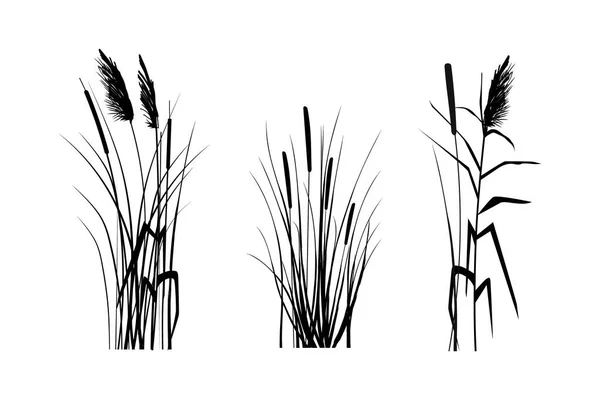 Beyaz arka planda kamış silueti. Sazlıklarla vektör el çizimi.